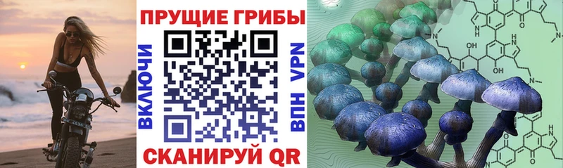 Псилоцибиновые грибы мицелий  даркнет сайт  Кострома 
